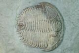 Gigantopygus Trilobite - Issafen, Morocco #169559-2